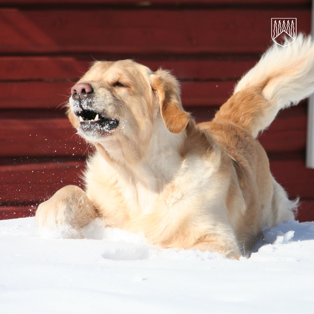 ”Vaalea, pitkäkarvainen koira makaa lumessa etutassut edessään. Koira on avannut suun ja lumihiutaleita näkyy kuonon ympärillä. Taustalla on punainen puupintainen rakennus ja oikeassa yläkulmassa valkoinen vaakunalogo.”